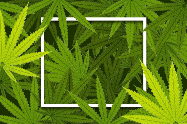 культурний злам + https://seedshop.com.ua/kyiv