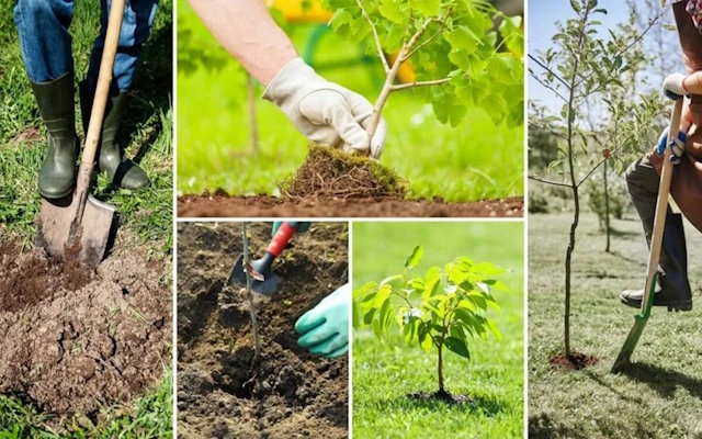 посадка деревьев